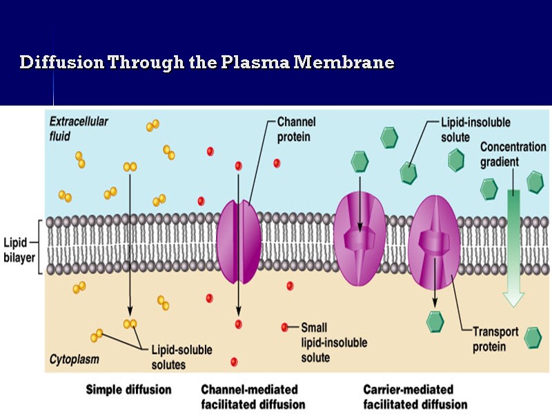 ahmad ata 37 Diffusion Through the Plasma Membrane